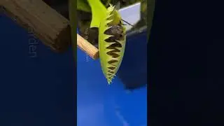 The Worlds Strongest Fly? 