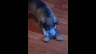 #щенокмаламут