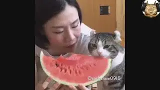 милые видео с котятами