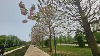 Как цветет Павловния у нас в Краснодаре.