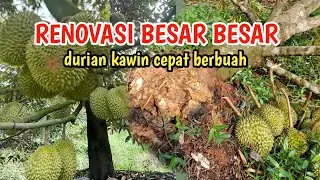 Cara kawin pokok durian tua menjadi durian unggul premium lebih cepat berbuah