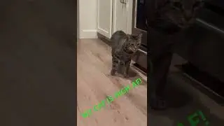 My cat had way too many drinks! Or joints? He is high AF! #shorts #viral #cats #drunkcat #funnycats