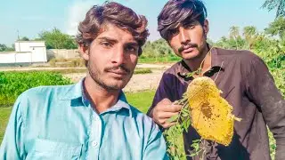 Getting Honey from Bee In our Village | Jungle Gaoon | 2020 Village videos