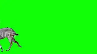 Markhor Green Screen for 