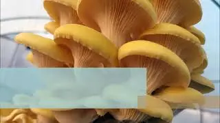 Recommended parameters for the cultivation of some mushrooms of the genus Pleurotus