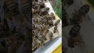 Матка бакфаст ио В10(AAK)*B7(AAK) #бакфаст #bee #пчеловодство #рязань #beekeeping