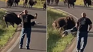 Woman too close to bison gets dragged along road and loses pants
