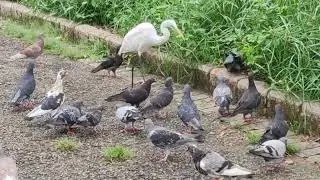 Great egret and friends #birds #eating