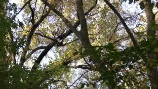 CROWS GO NUTS