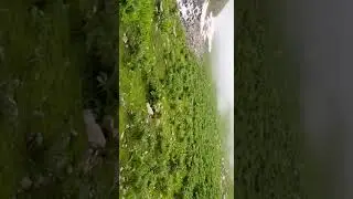 природа гарум