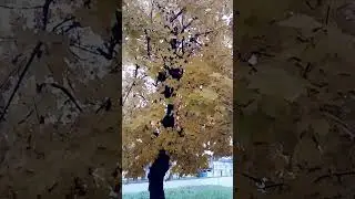 И прошло уже бабье лето