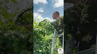 Зачем обрывать волчок? | что такое волчок на деревьях #сад #дача #garden #полезно #садовыйцентр