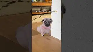 PRANKING my PUG with a FAKE pug 😂 She was NOT having it 😤  