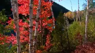 Осень Кошка