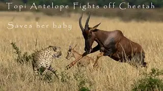 Topi mother fights two Cheetahs and saves her baby