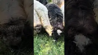 Ве́рхнє Водяне́ — село в Великобичківській селищній громаді Рахівського району Закарпатської області