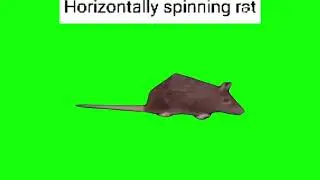horizontally spinning rat - Green Screen