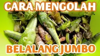 Cara Mengolah / Membersihkan Belalang Jumbo untuk Dimasak