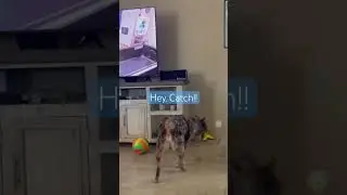 Rio burrito loves his toy #music #dog #puppy #happydoglife #doglove #cute