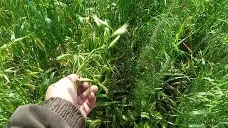 итог. что выросло / овес /горох