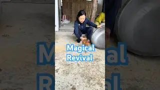 Magic Revival: Watch How This Near-Dead Chicken Comes Back to Life with Just a Pot and Some Taps!