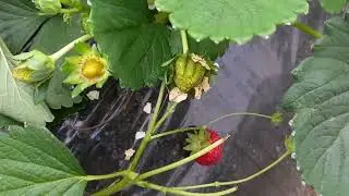 Albion strawberries won't let you down