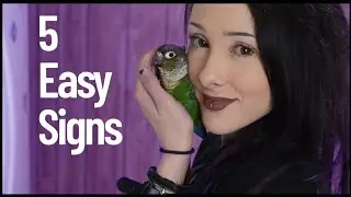 5 Easy Signs To Know Your Green Cheek Conure Is Happy