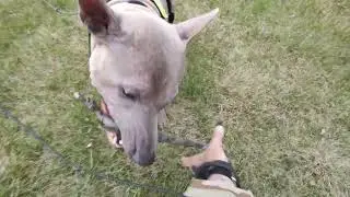 My Thai Ridgeback dog is playing with a stick