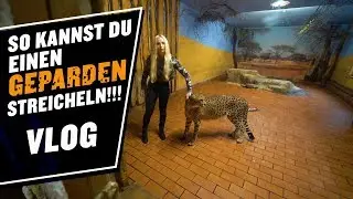 HOW TO PET A CHEETAH! VLOG | LUCY CAT