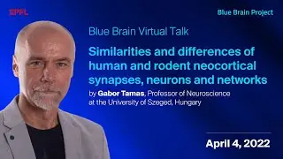 Similarities and differences of human and rodent neocortical synapses, neurons and networks