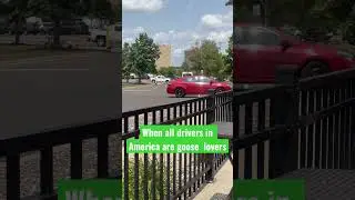Goose Lovers in America!