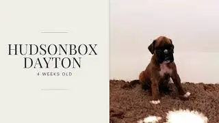 Hudsonbox Dayton @ 4 weeks old
