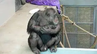 Chimpanzees at Monarto