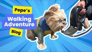 Pepe's Walking Adventure Eclipse!