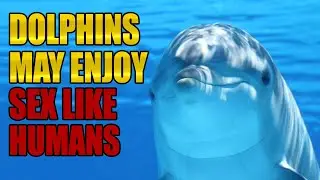 Discovery Of Sexual Organ On Dolphins Leads To Shocking Conclusion