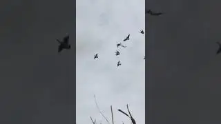 Шикарный налёт.