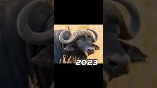 2023 buffalo 🐃 vs 5000 bce buffalo 💥#viral #shorts