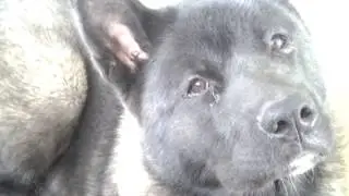 Собака и странный звук