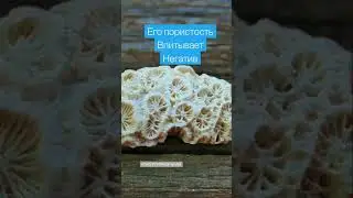 Кораллы - лунные проводники
