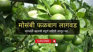 मोसंबी बागाची लागवड कशी करावी