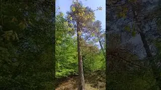 Forår ved Sukkertoppen