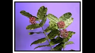 Too Many Flowers Double Feature: Hoya stenophylla, and Hoya sp. Frog Foot