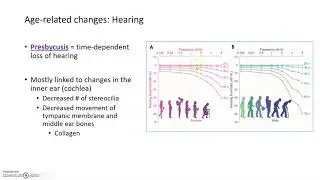 Aging Bodies: Changes to Hearing