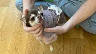 Шикарная шуба для чихуахуа Фондю
