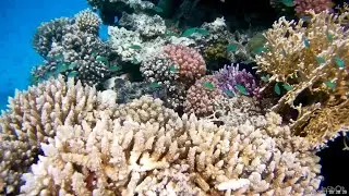 Морской оазис