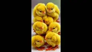 Watch Mangoes Transform into Cute Chicks!