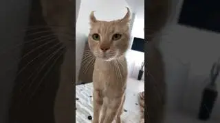 Rooney the cat is ready to fight again.