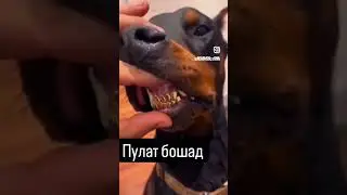 РОИШ КН БЕ ДАНДОНОДА🤣@TV-wr9zv #tajikistan #rek #usbekistan #dushanbe #russia #дуэт