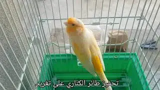 تغريد قوي لتحفيز طائر الكناري على تغريد |  🐦canary song for training