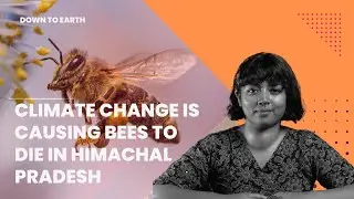 Climate change may be causing an apple crisis in Himachal and Kashmir this year; here’s how